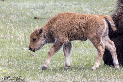 Buffalo Baby Yellowstone NP 2025